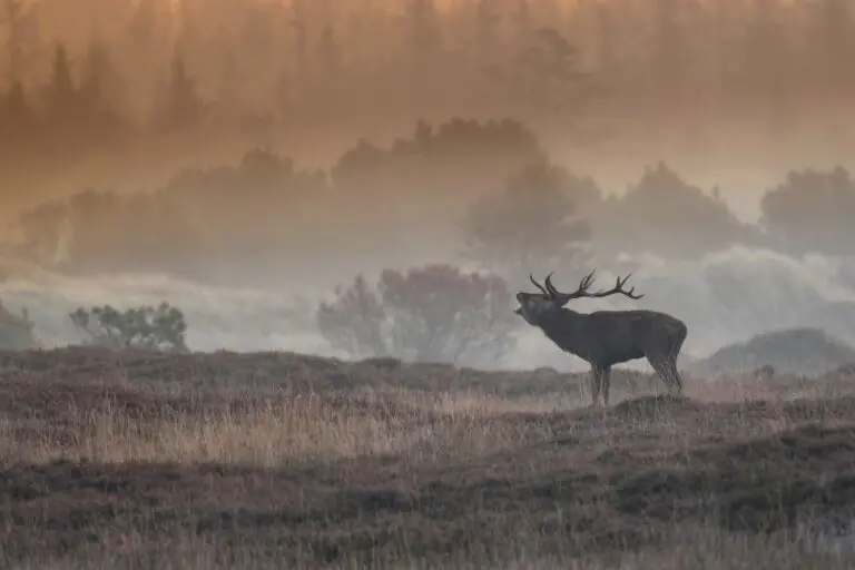 Et smukt foto af en kronhjort - taget af Lars Kjærgaard Jespersen