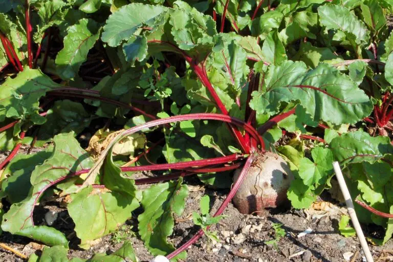 Rødbeden er en fast del af den landbrugsbotaniske have på museet.