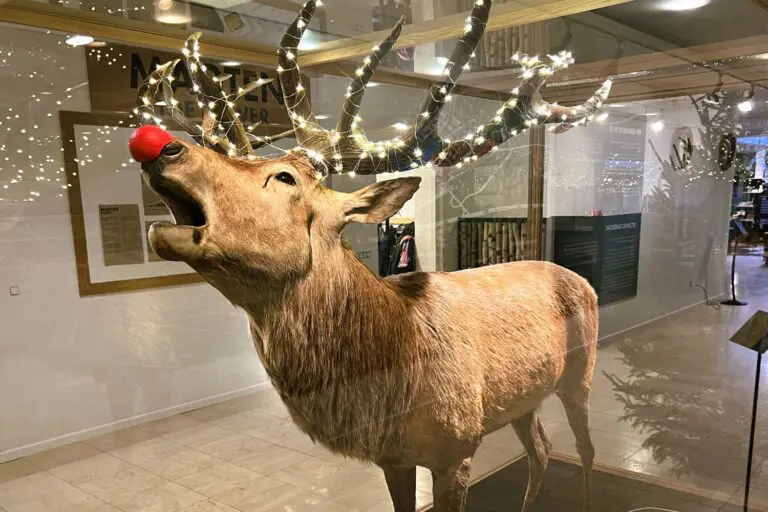 Det Grønne Museums 'Rudolf' er juleklar.