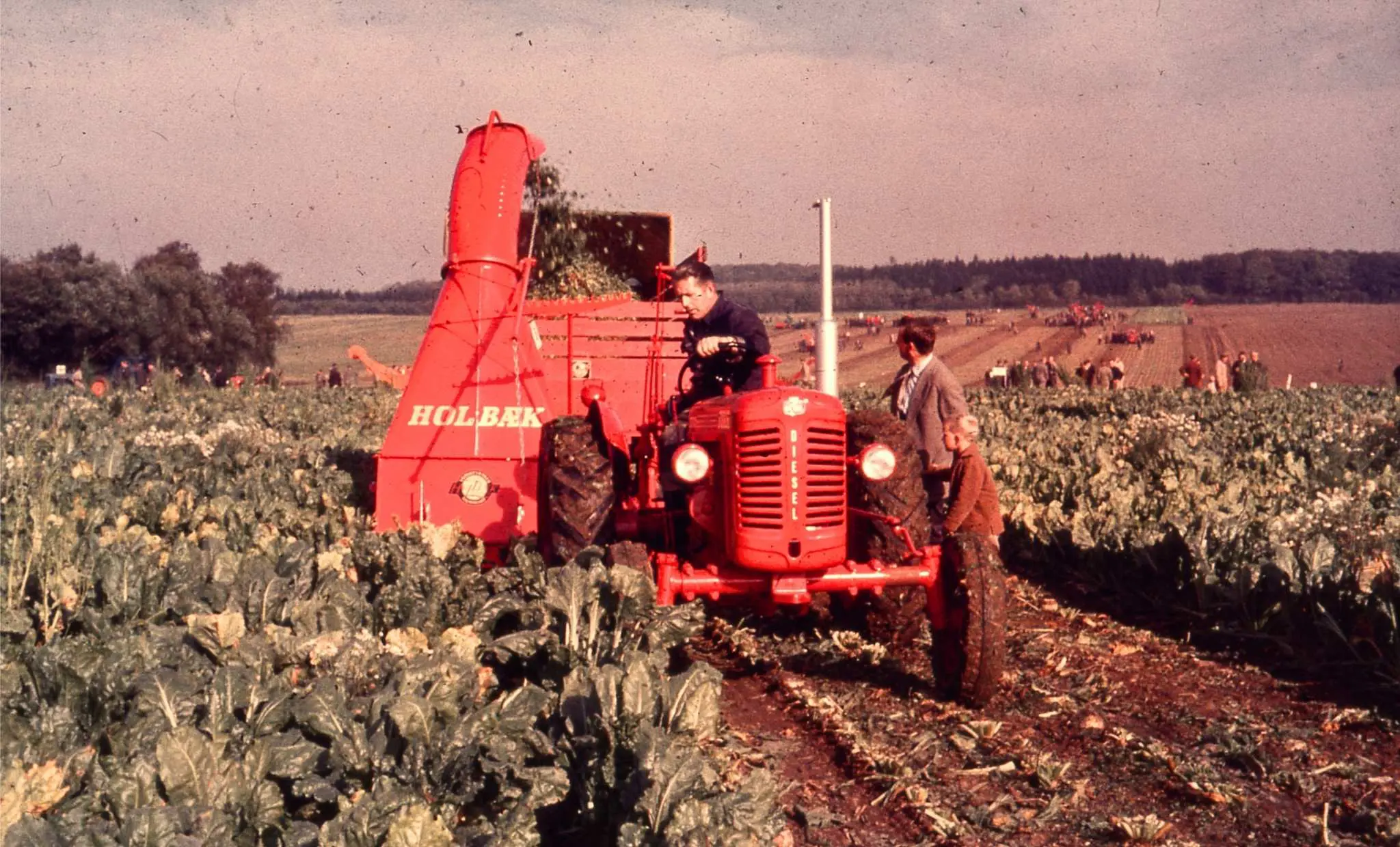 Billede af arbejde med Holbæk grønthøster i 1961