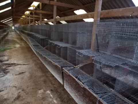 Tomme bure på minkfarm